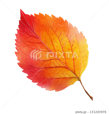 紅葉の葉のシンプルなイラスト素材｜秋・落ち葉・透過PNG 131283978