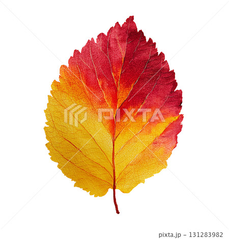 紅葉の葉のシンプルなイラスト素材|秋・落ち葉・透過PNG 紅葉の葉のシンプルなイラスト素材|秋・落ち葉・透過PNG 131283982