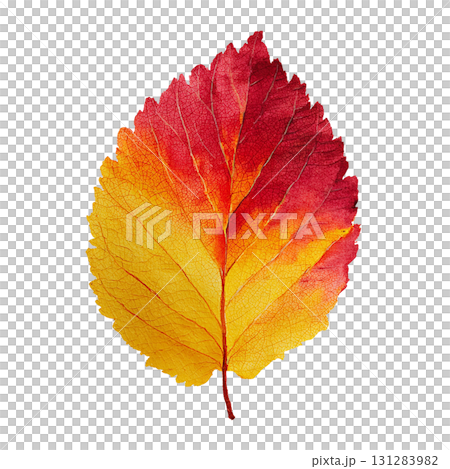紅葉の葉のシンプルなイラスト素材|秋・落ち葉・透過PNG 紅葉の葉のシンプルなイラスト素材|秋・落ち葉・透過PNG 131283982