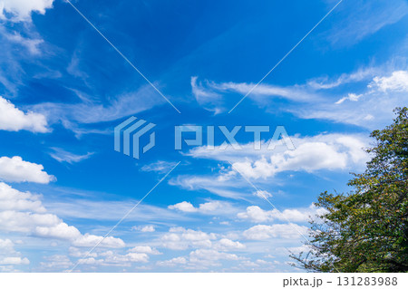 樹木に秋の気配と爽やかな青空 131283988