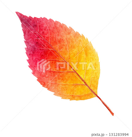 紅葉の葉のシンプルなイラスト素材｜秋・落ち葉・透過PNG 131283994