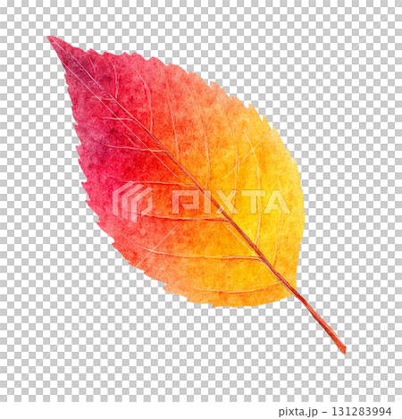 秋葉的簡單插圖素材 | 秋天，落葉，透明PNG 131283994