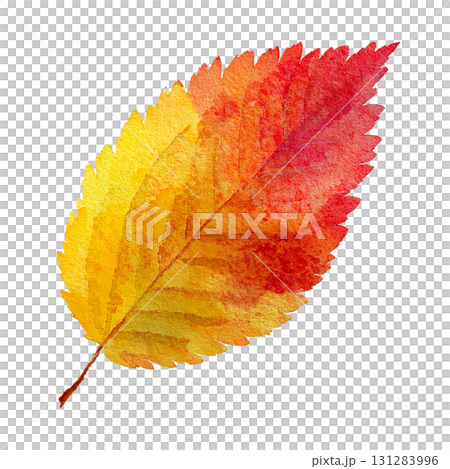紅葉の葉のシンプルなイラスト素材｜秋・落ち葉・透過PNG 131283996
