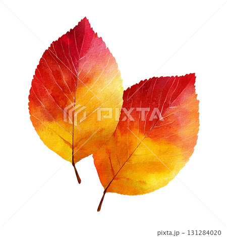紅葉の葉2枚セットのイラスト素材｜秋・落ち葉・透過PNG 131284020