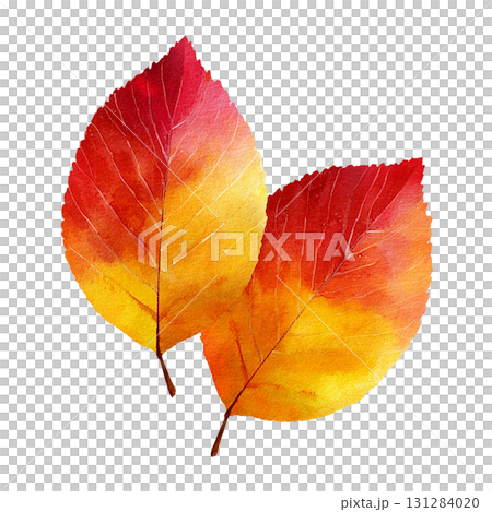 紅葉の葉2枚セットのイラスト素材｜秋・落ち葉・透過PNG 131284020