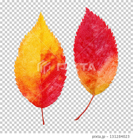 紅葉の葉2枚セットのイラスト素材｜秋・落ち葉・透過PNG 131284023