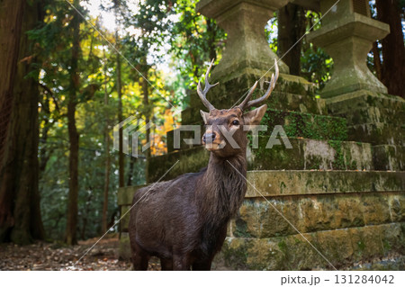 deer with antler by lantern of Kasuga Taisha shrine, Nara Park forest 131284042