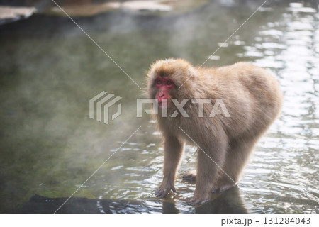 snow monkey on hot spring pool in winter at sunset in Jigokudani, Nagano 131284043