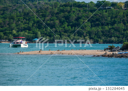 Many monkeys on beach of Koh Larn, Pattaya, Chonburi, Thailand Many monkeys on beach of Koh Larn, Pattaya, Chonburi, Thailand 131284045