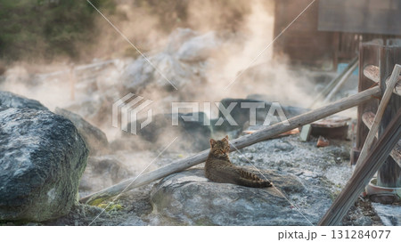 tabby cat at mount Unzen Hell valley Jigoku with steam at sunset tabby cat at mount Unzen Hell valley Jigoku with steam at sunset 131284077