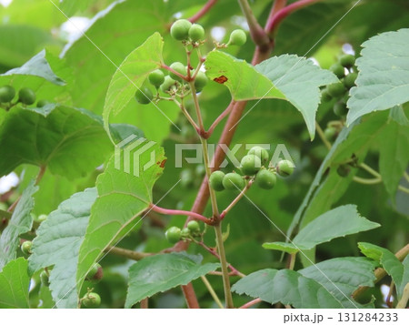 ナナカマドの未熟な実のクローズアップ写真 ナナカマドの未熟な実のクローズアップ写真 131284233