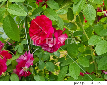 Wonderful Roses In The Garden 131284538