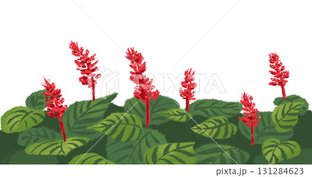 群生する真っ赤なサルビア 群生する真っ赤なサルビア 131284623