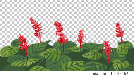 群生する真っ赤なサルビア 群生する真っ赤なサルビア 131284623