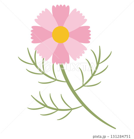 ピンク色のシンプルなコスモスの花 131284751