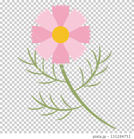 ピンク色のシンプルなコスモスの花 131284751