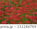 巾着田　彼岸花 131284769