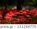巾着田　彼岸花 131284770