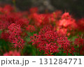 巾着田　彼岸花 131284771