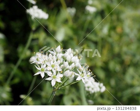 小川近くの空き地に生えたニラの白い花と蕾(秋の日差しを浴びた韮) 小川近くの空き地に生えたニラの白い花と蕾(秋の日差しを浴びた韮) 131284838