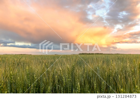 Sunset in prairies, green wheat field and orange sky. 131284873