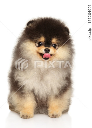 Cute fluffy Pomeranian puppy sitting with tongue out and looking forward 131284991