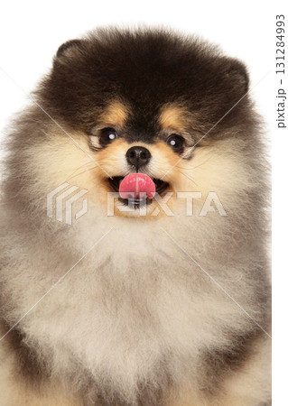 Cute Pomeranian puppy with fluffy face licking its nose Cute Pomeranian puppy with fluffy face licking its nose 131284993