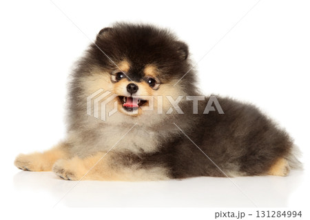 Funny fluffy Pomeranian puppy lying with open mouth and looking forward 131284994