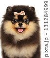 Happy fluffy Pomeranian puppy with bow on head looking forward 131284999