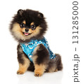 Cute Pomeranian puppy in fancy blue outfit sitting and smiling 131285000