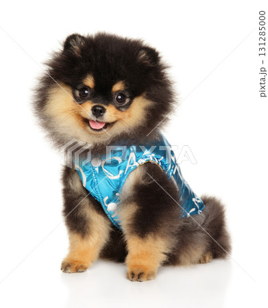 Cute Pomeranian puppy in fancy blue outfit sitting and smiling 131285000