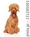 A poodle sits and yawns on a white background 131285001