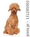 Adorable ginger poodle with fluffy haircut sitting upright 131285002