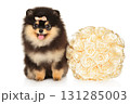 Fluffy Pomeranian puppy with bow sitting next to decorative rose bouquet 131285003