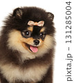 Fluffy Pomeranian puppy with bow looking sideways with tongue out 131285004