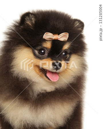Fluffy Pomeranian puppy with bow looking sideways with tongue out 131285004