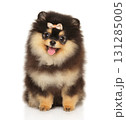 Adorable fluffy Pomeranian puppy with pink bow sitting with open mouth 131285005