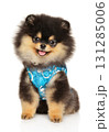 Adorable Pomeranian puppy in patterned blue vest sitting and smiling 131285006