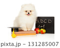 White Pomeranian puppy with school board, apples and books 131285007
