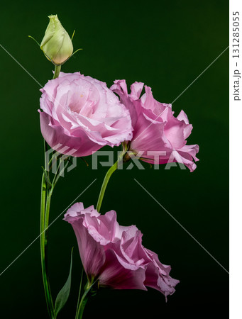 Pink Lisianthus Flowers and Bud on Dark Green 131285055