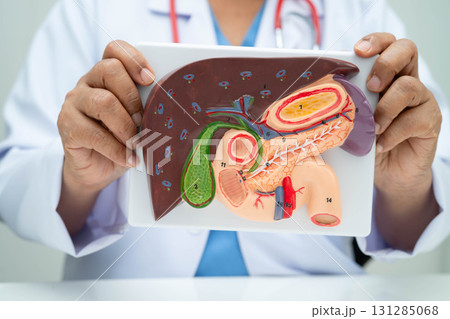 Liver with gallbladder, pancreas spleen and duodenum, Asian doctor holding human anatomy model for study diagnosis and treatment in hospital. Liver with gallbladder, pancreas spleen and duodenum, Asian doctor holding human anatomy model for study diagnosis and treatment in hospital. 131285068
