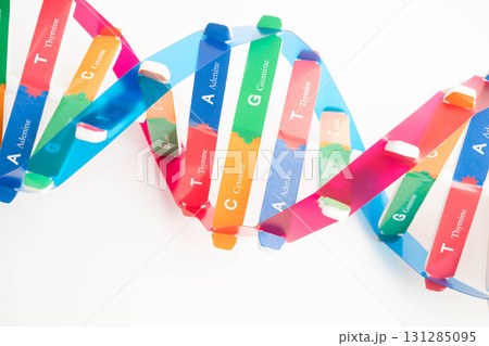 DNA molecule spiral structure model isolated on white background, chromosome and gene chemical science biology. 131285095