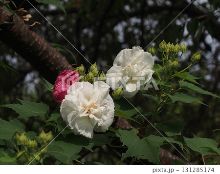 秋の日ざしを浴びた白いスイフヨウの花と蕾と萎んだ花（午前中の酔芙蓉） 131285174