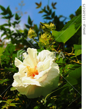 秋空と日ざしを浴びたスイフヨウの花とつぼみ(午前中の酔芙蓉) 秋空と日ざしを浴びたスイフヨウの花とつぼみ(午前中の酔芙蓉) 131285175