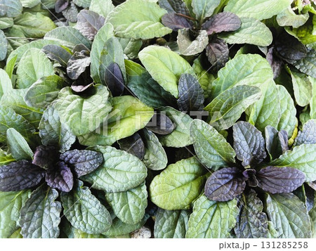 庭のグラウンドカバーとしても人気のセイヨウジュウニヒトエのニュアンスのある色の葉たち01 131285258