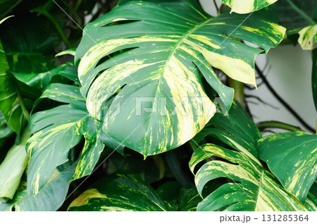 Epipremnum aureus Engl, ARACEAE or Devils Ivy or Golden Pothos or Hunters Robe or Epipremnum aureum or Araceae or bicolor leaf 131285364