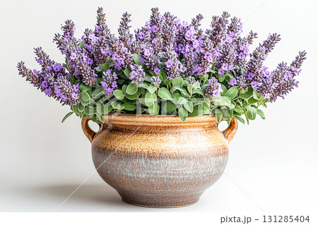 Blooming purple flowers. Floral beauty. Herb in pot. Salvia is grown as garden plants. Salvia is growing in cottage garden. 131285404