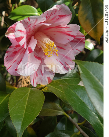 A winter camellia / 満開となった紅白のまだら模様(斑入り模様)の寒椿の花 131285459