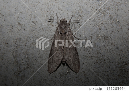 えびがらすずめ 131285464