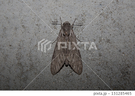 えびがらすずめ えびがらすずめ 131285465